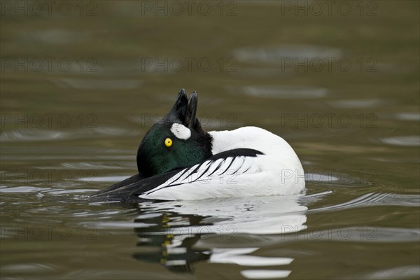 Common goldeneye