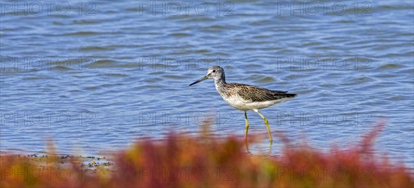 Common greenshank