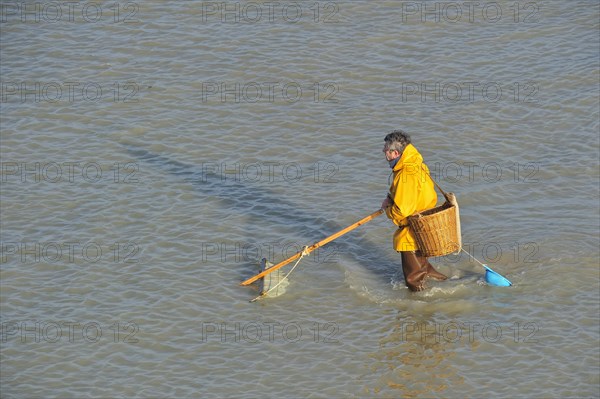 Shrimper fishing for shrimps with shrimping net along the beach at Le Treport