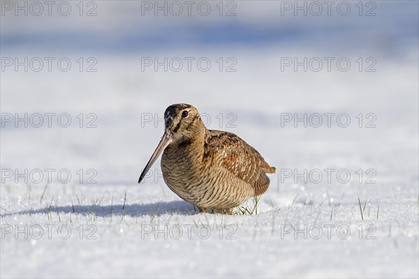 Eurasian woodcock