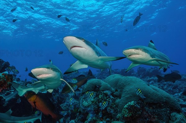 Three reef sharks