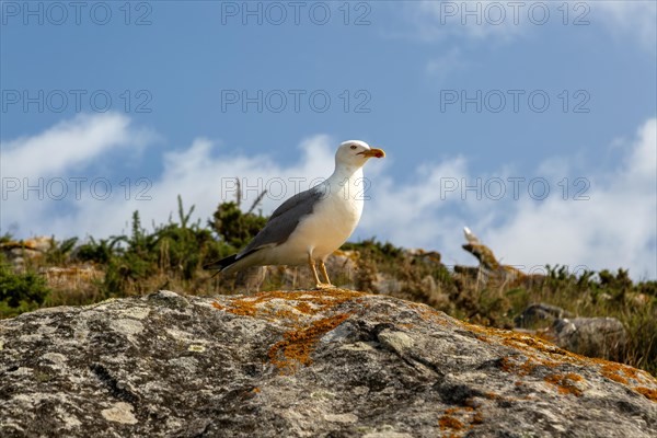 Yellow-legged gull 'Larus Michahellis. Atlantic Islands Galicia Maritime Terrestrial National Park