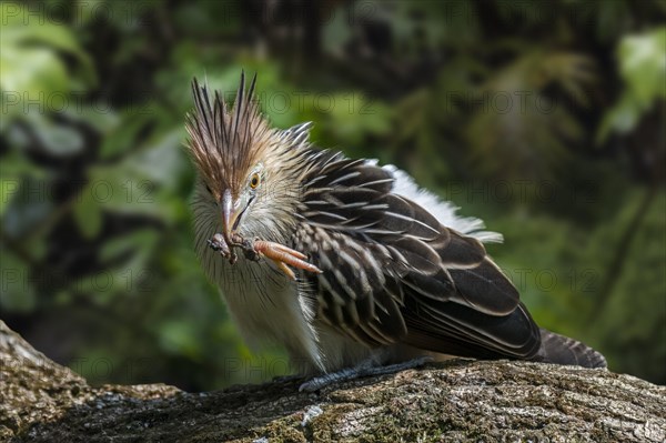 Guira cuckoo