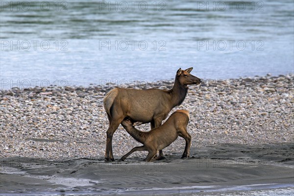 Elk