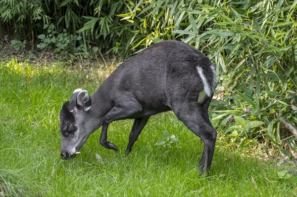 Tufted deer