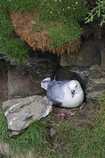 Northern Fulmar