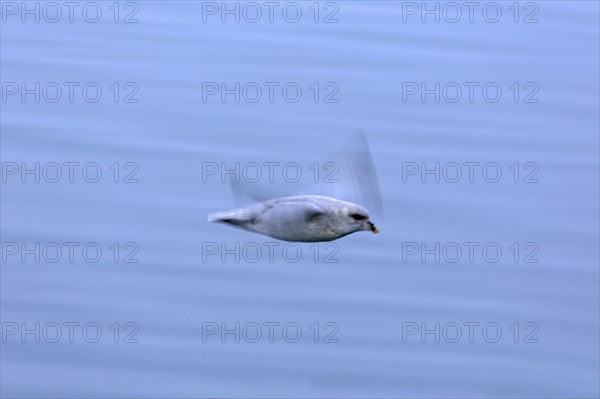 Northern fulmar