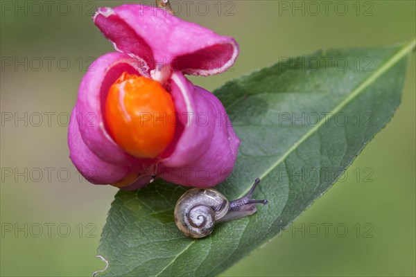 Little snail and European spindle