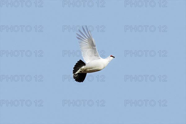 Rock ptarmigan