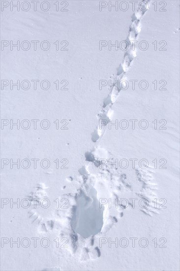 Rock ptarmigan