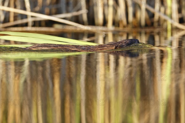 Muskrat