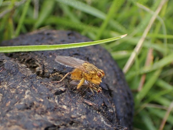 Yellow dung fly