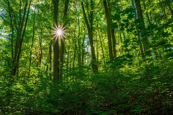 Sun star in a deciduous forest
