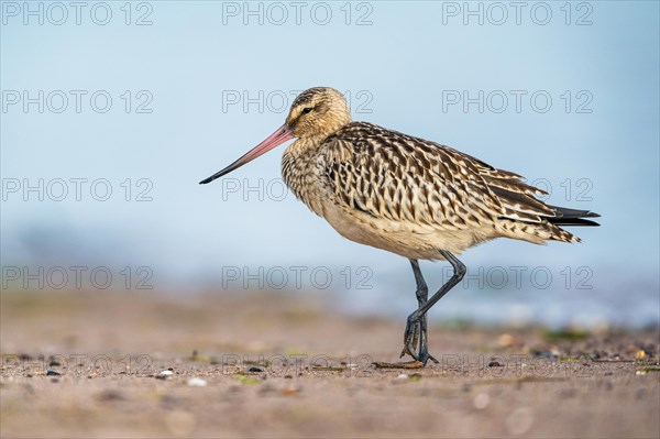 Bar-tailed Godwit