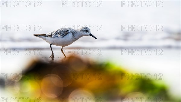 Sanderling