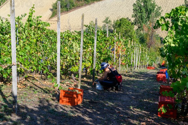 Woman farmer filling boxes with harvested organic sauvignon grape in hilly wine farm in summertime harvesting period