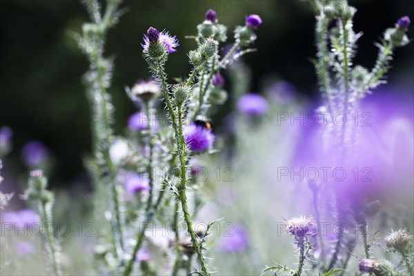 Flowering thistle