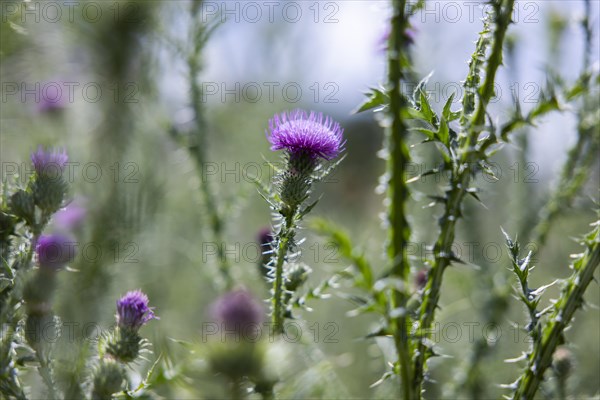 Flowering thistle