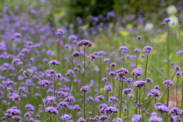 Purpletop vervain