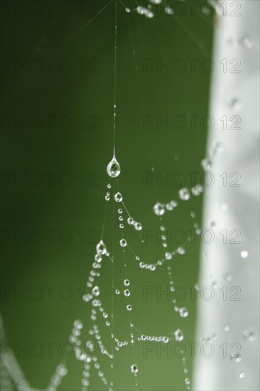 Spider's web with morning dew