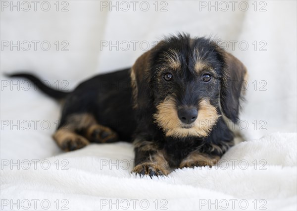 Rough-haired dachshund