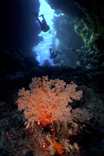 Hemprich's tree coral