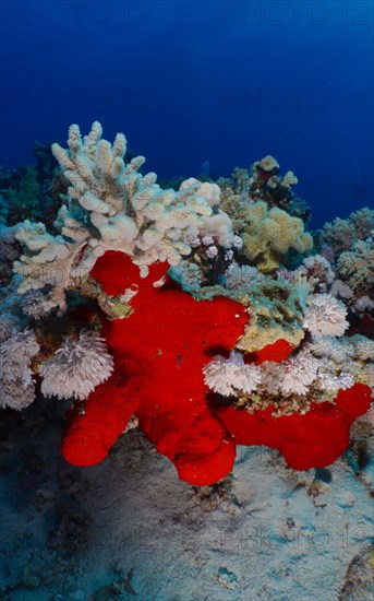 Red Drilling Sponge