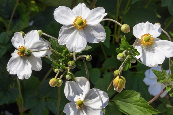 Flowers and buds of the Japanese anemone hupehensis