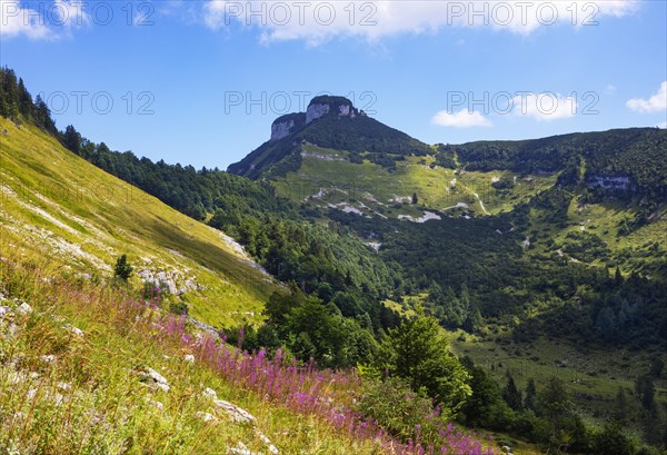 Willowherb