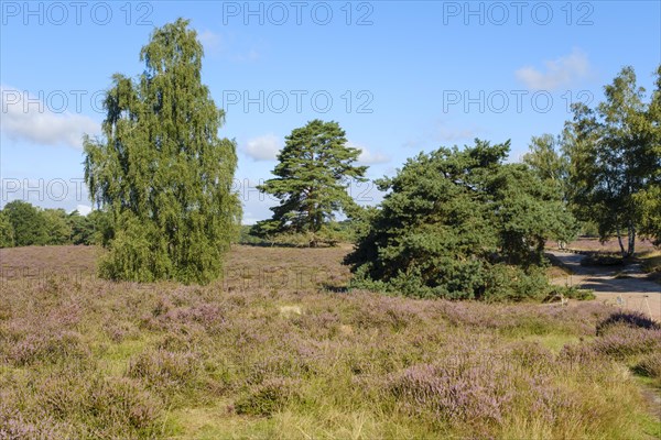 Blooming heathland