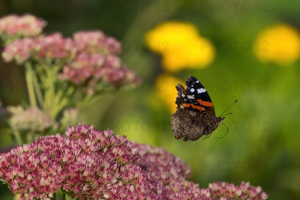 Red admiral