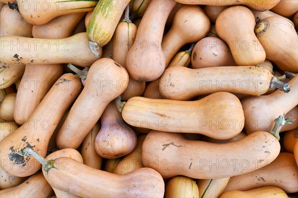 Top view of pile of long Butternut pumpkins