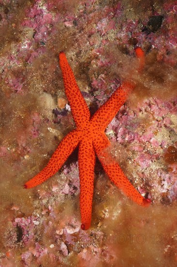 Orange starfish