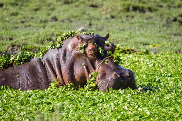 Hippo