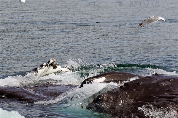 Humpback whales with wide open mouths bubble feeding