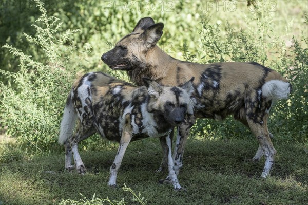 African wild dogs