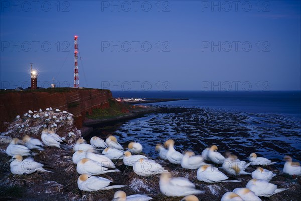 Northern gannet