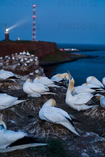 Northern gannet
