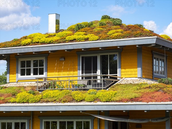 Wooden house with colourful flowering green roof