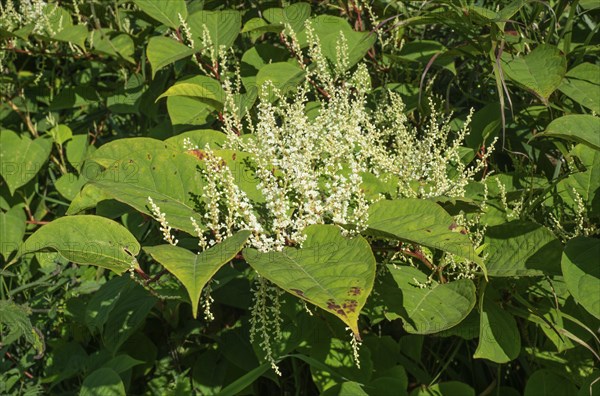 Flowering Japanese Knotweed