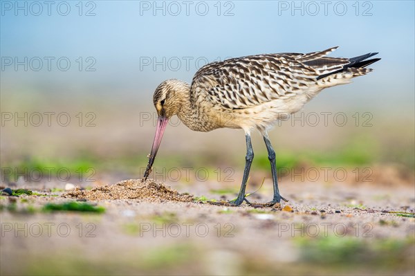 Bar-tailed Godwit