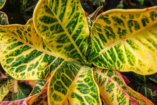 Garden croton aka variegated croton