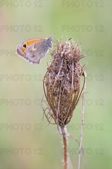 Meadow brown