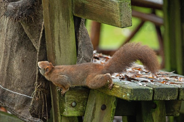 Squirrel sitting on wooden bench nibbling on jute sack seen left