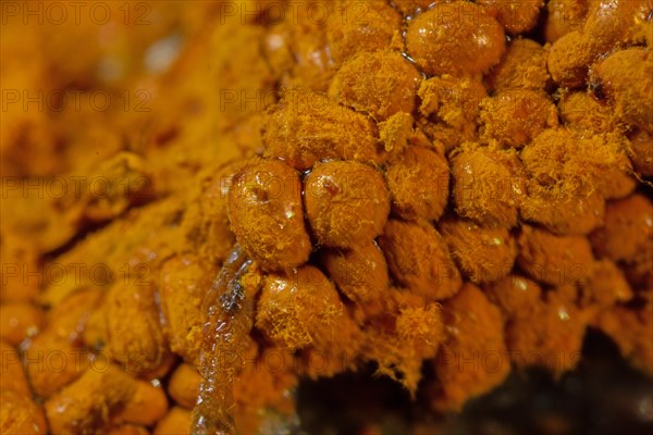 Yellow false hairy mushroom some fruiting bodies with fuzzy yellowish heads next to each other