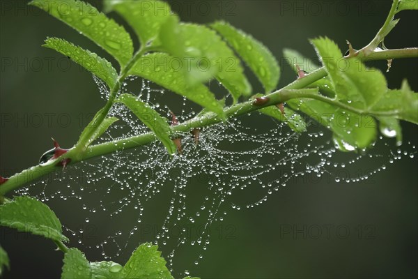 Spider's web with morning dew