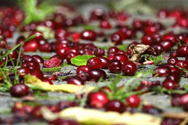 Cornelian cherries