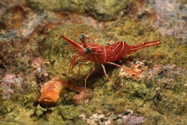 Close-up of camel shrimp