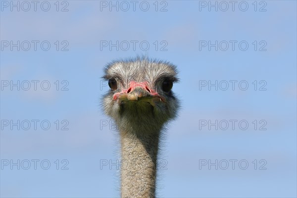 Common ostrich