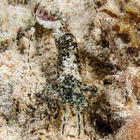 Marbled shrimp